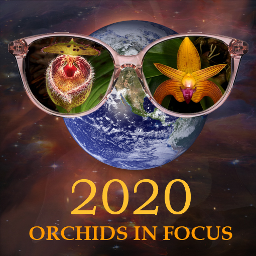 2020 Orchids in Focus 68th Annual Pacific Orchid Expo at San
