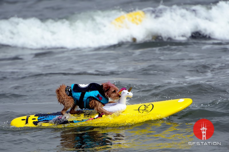 World Dog Surfing Championships 2020 - Livestreamed Online at Linda Mar