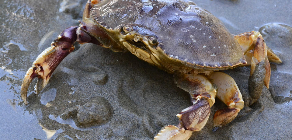 live crab for sale near me