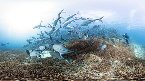 sffilm60_chasingcoral_sectiondetail_476x268