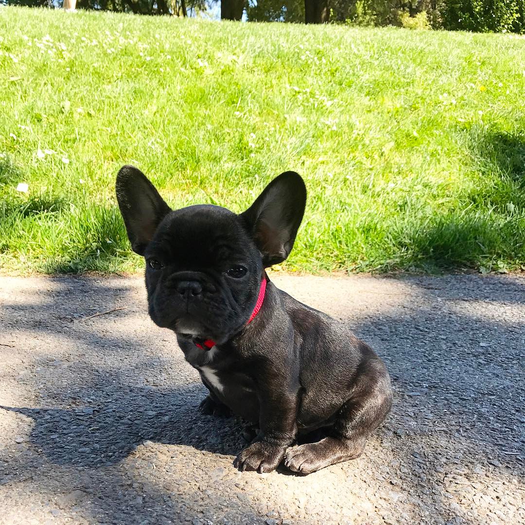 It's National Puppy Day! 25 Adorable Photos from Around the SF Bay Area ...