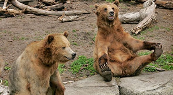 sf-zoo-bears
