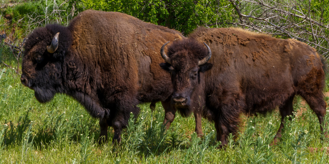 An American Bison, aka Buffalo.