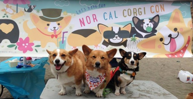 Corgi Con – Corgi Con®