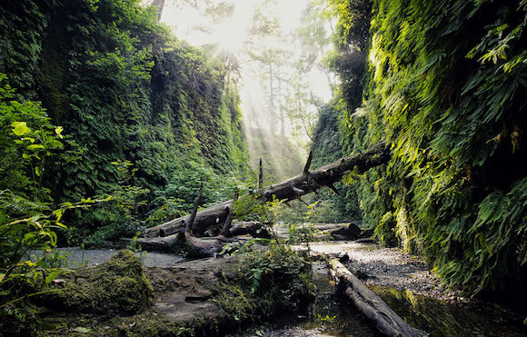 Hiking Fern Canyon (Photo by Alex Green)