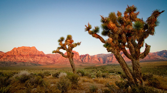 joshua-trees-6-7-13-thumb-600x337-52805