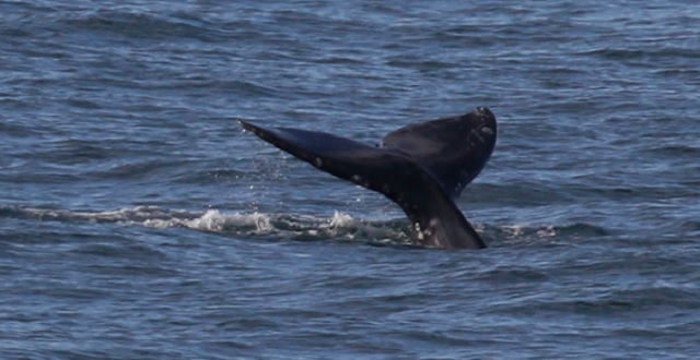 Whale Watching Season In The Bay Area Is Officially Full Swing Whale Watching Season In The Bay Area Is Officially Full Swing