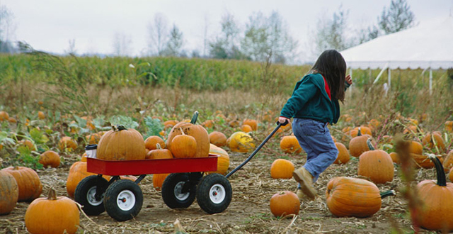 pumpkinpatch