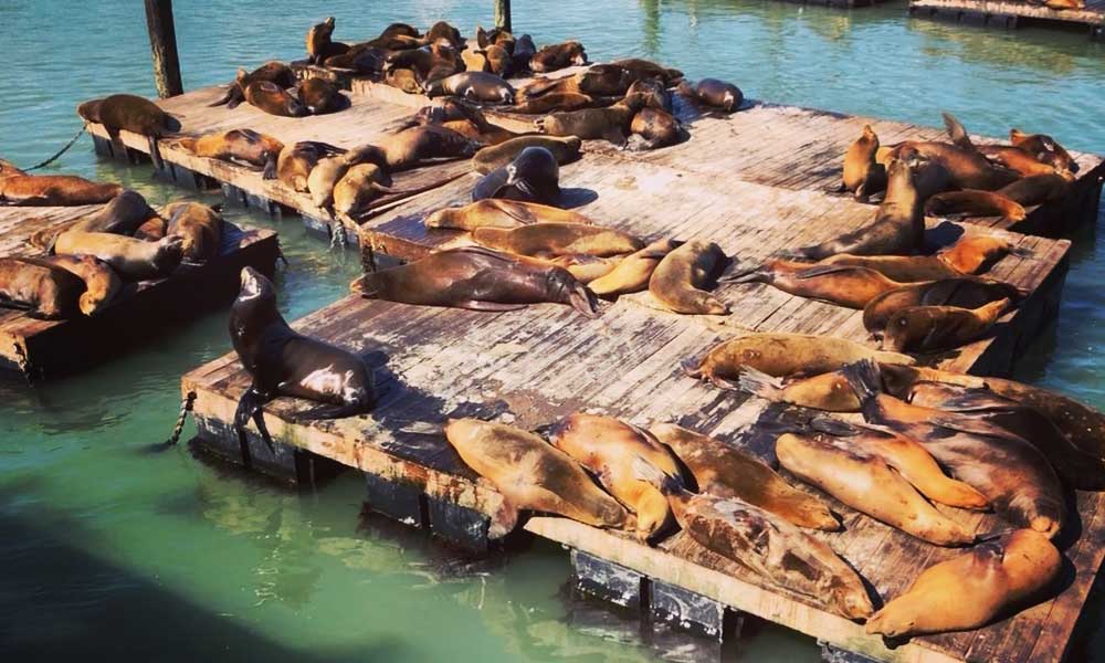 San Francisco Fisherman's Wharf with Pier 39 with sea lions